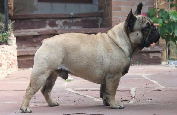 French Bulldog