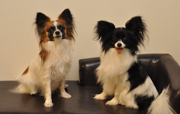 Papillon