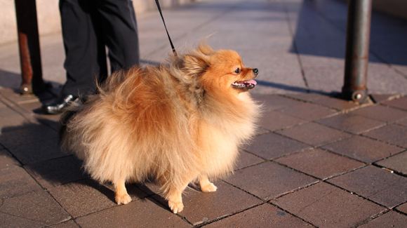 Pomeranian Spitz