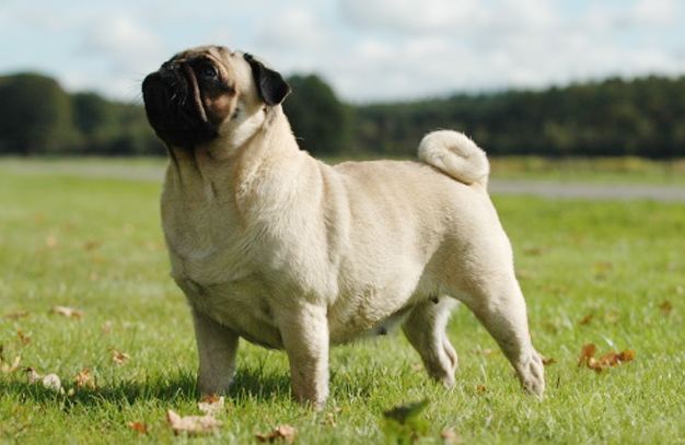 Pug