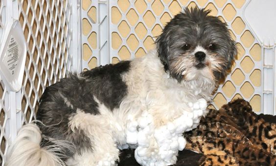 Shih