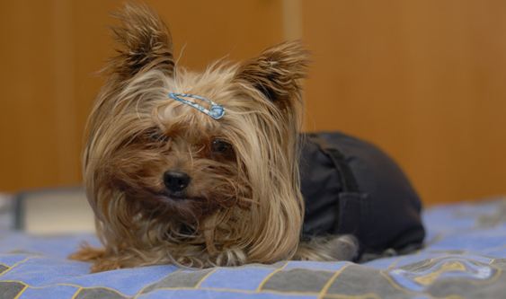 Yorkshire Terrier