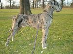 German dog