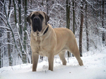 English Mastiff