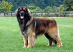 Leonberger