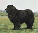 Newfoundland