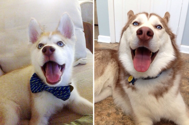 Husky photo before and after the dog has grown