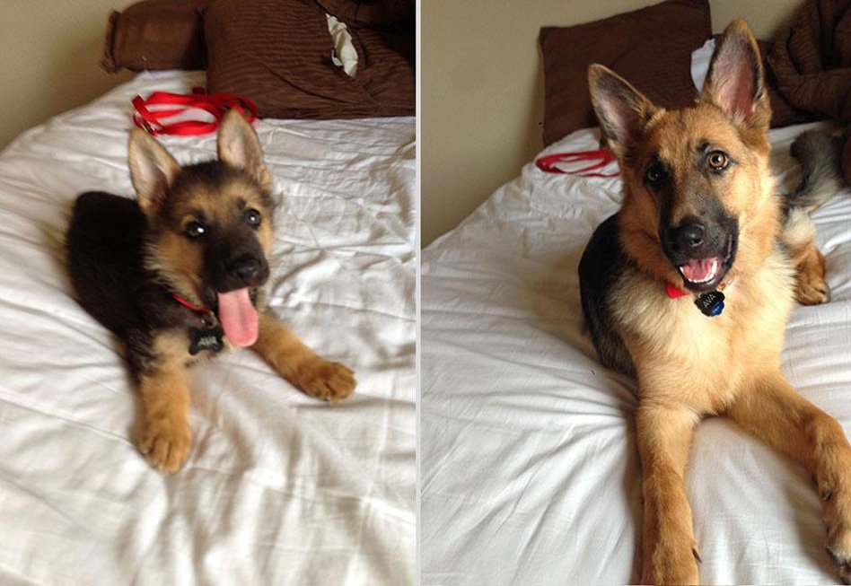 German shepherd before and after the dog has grown