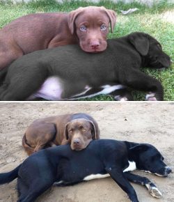 Dogs before and after growing up