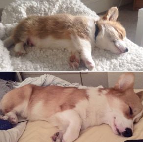 Corgi before and after growing up