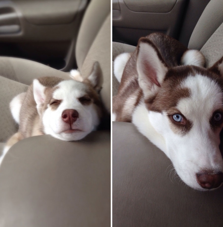 Husky puppy and adult dog