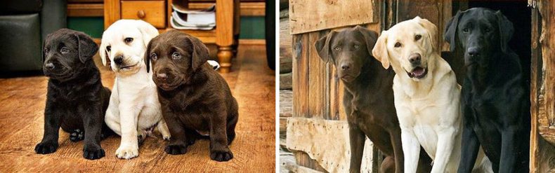 Labradors before and after they grew up
