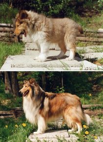 Collie in childhood and adulthood