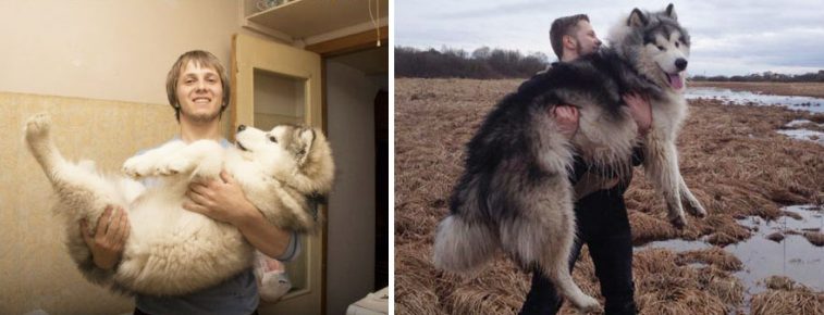 Alaskan Malamute before and after it grew