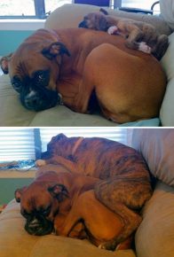 Boxer with mom in childhood and adulthood