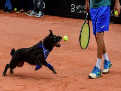Dogs bring balls to tennis players