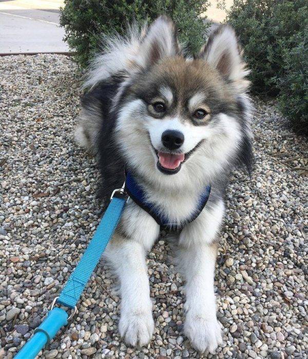 pomsky