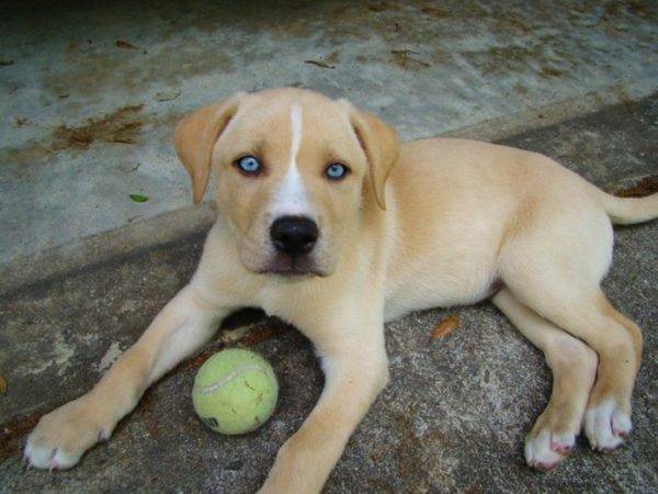 Labrador + Husky