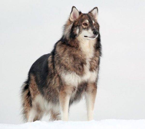 Alaskan Malamute + Husky + German Shepherd