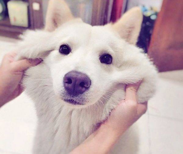 Chow Chow + Husky