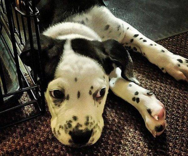 Bulldog + Dalmatian