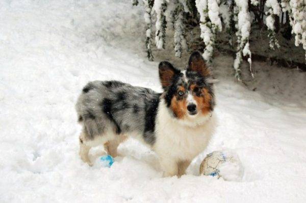 Corgi