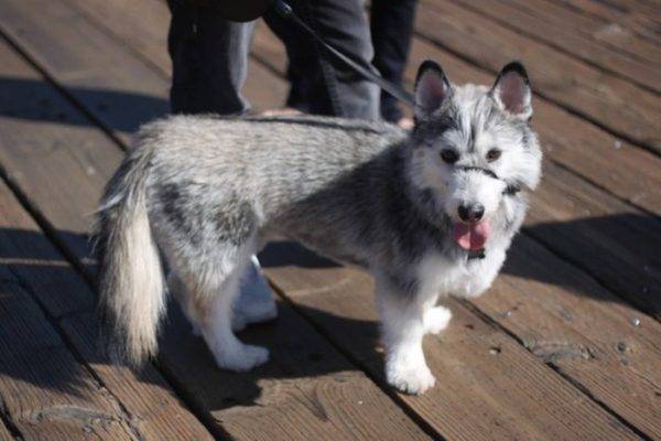 Corgi