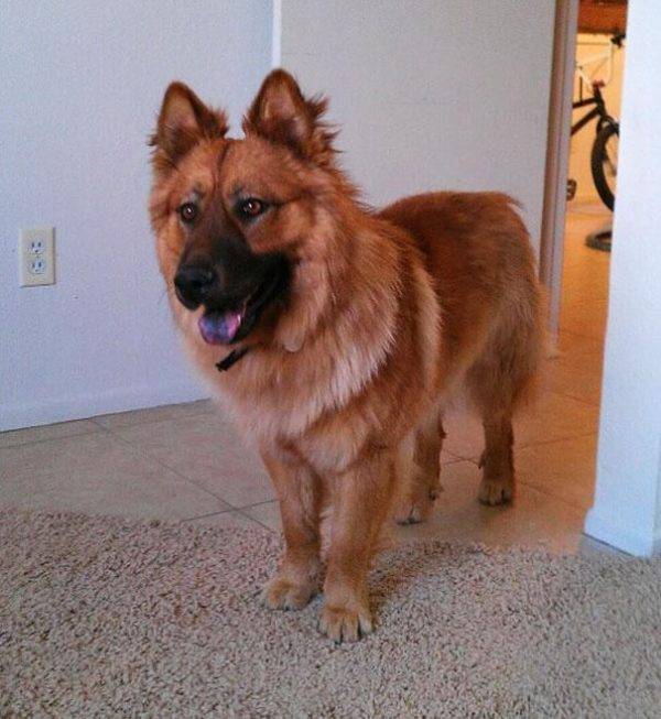chow