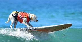 Dog surfing competition moments