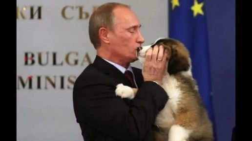 Bulgarian Shepherd Puppy And Putin