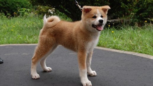 Dog Yume breed Akita Inu