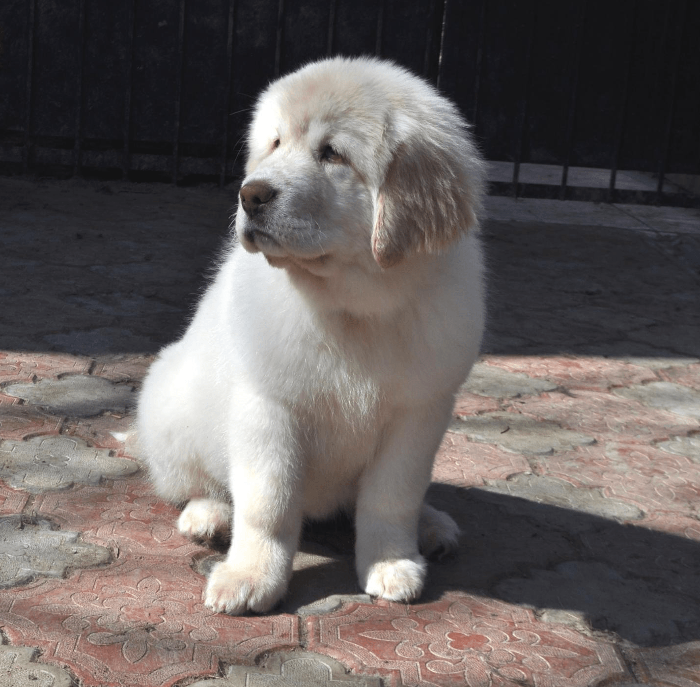 White Mastiff Puppy