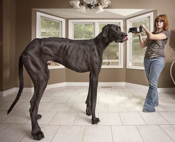 The largest dog