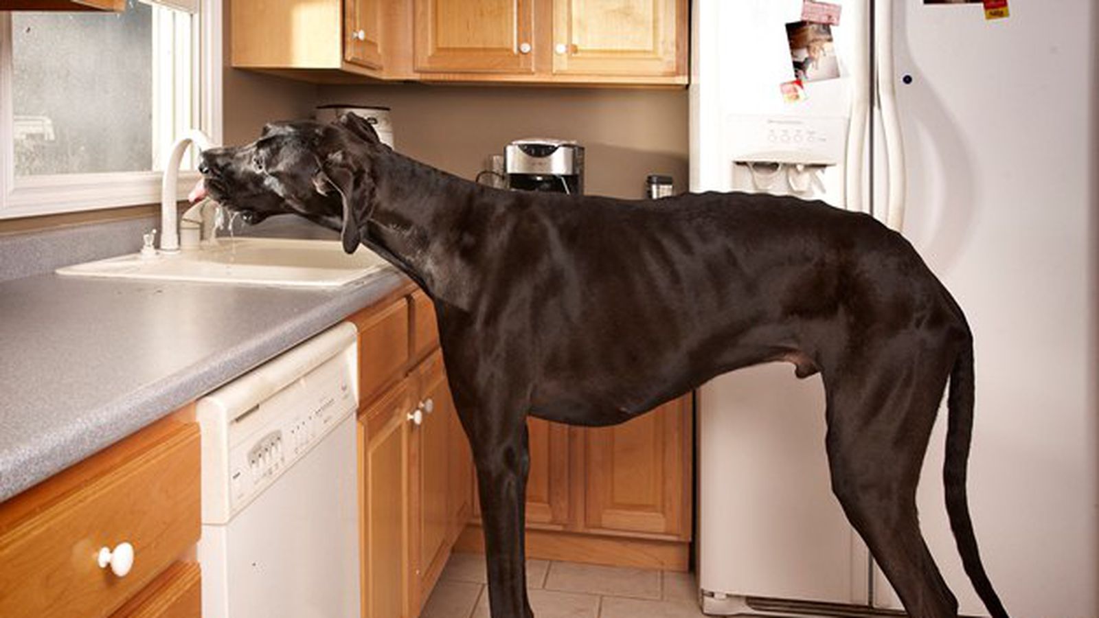 Great Dane - the largest dog