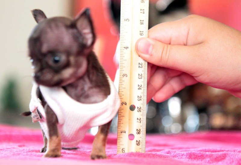 The smallest dog in the world