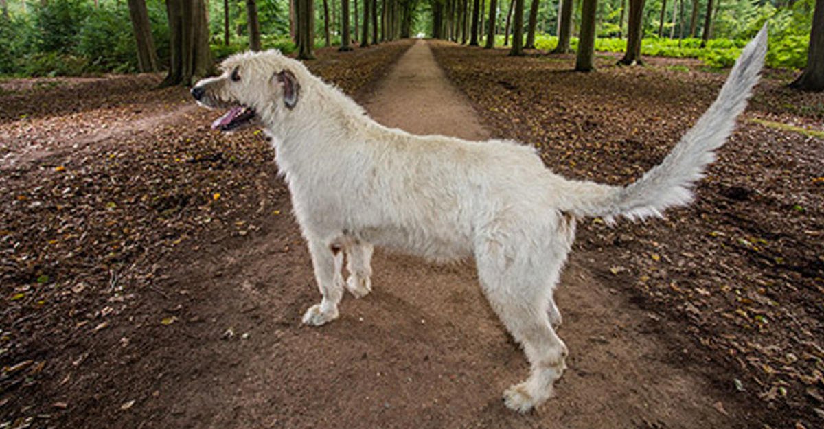 Wolfhound nicknamed Keon