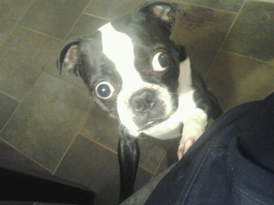 Boston Terrier with big eyes