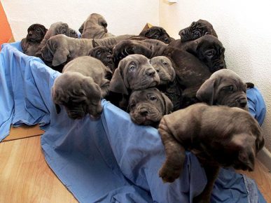 24 puppies in one litter