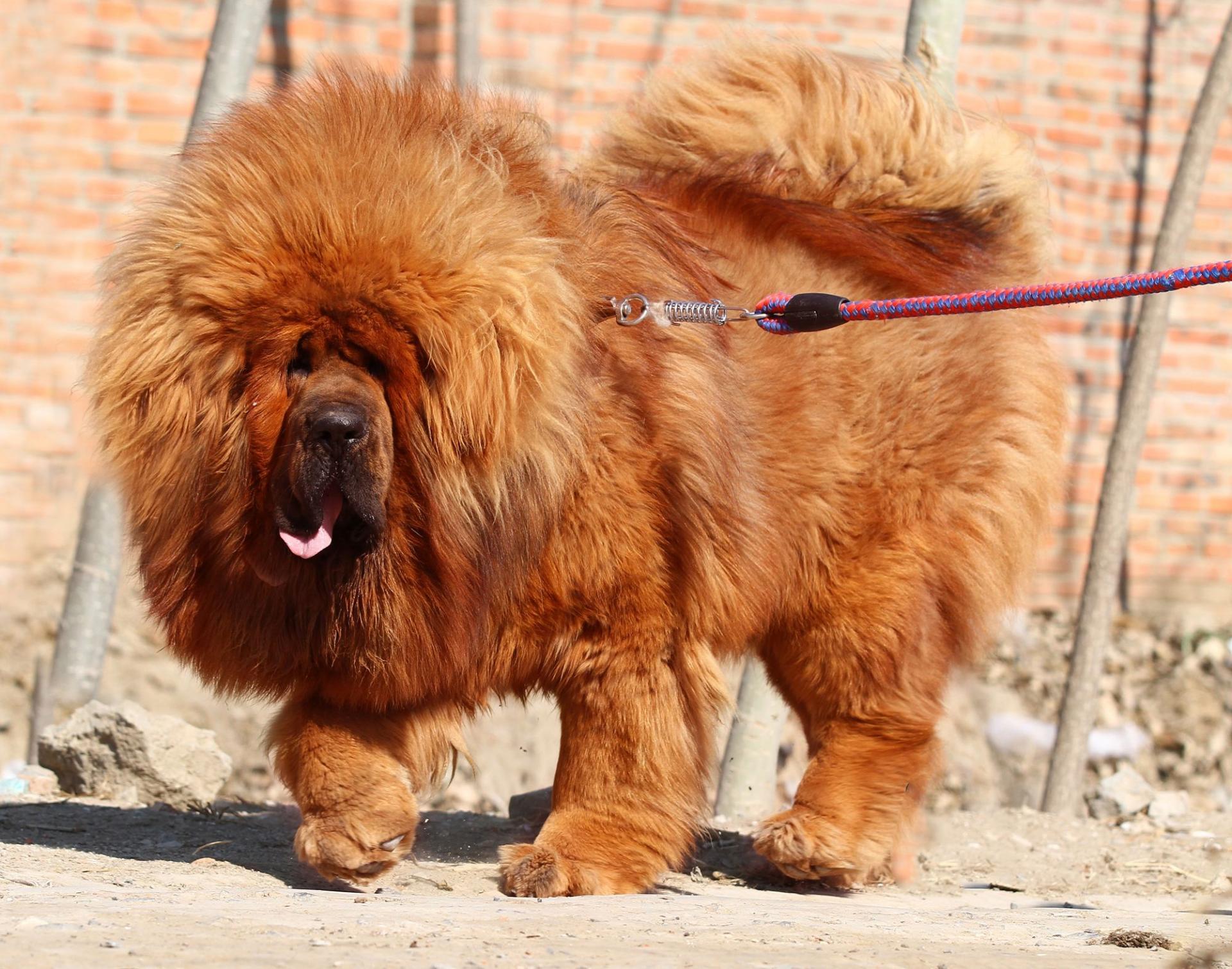 Red Tibetan Mastiff