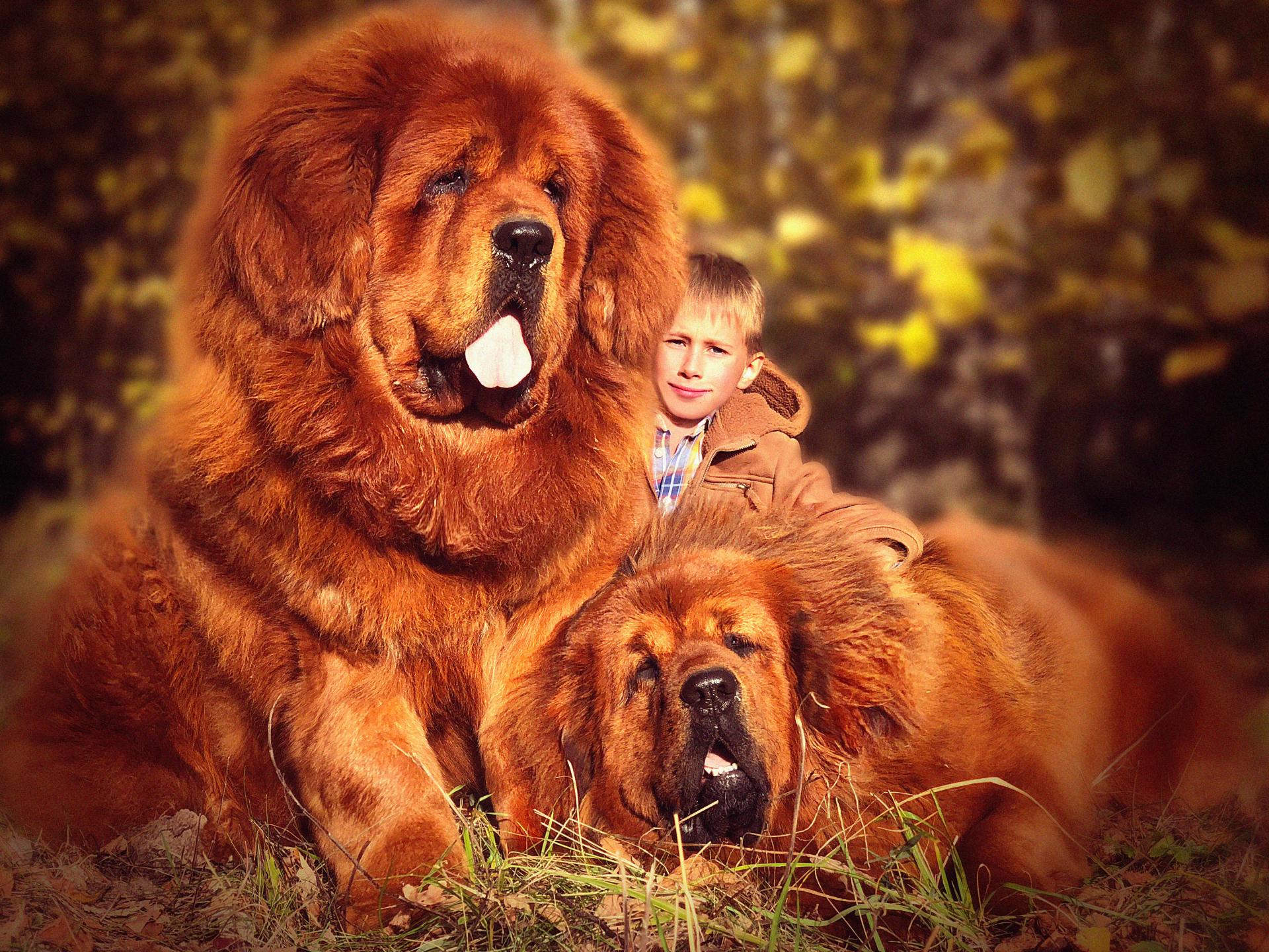Tibetan mastiffs with a boy
