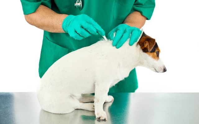 It is necessary to treat the inflamed bite site with iodine or brilliant green. For several days, observe whether the swelling and redness spread further on the dog’s skin