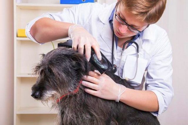 For reinsurance against complications after a bite, it is better to show the animal to the veterinarian