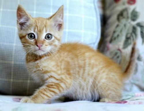 Socialization of a kitten and a young cat