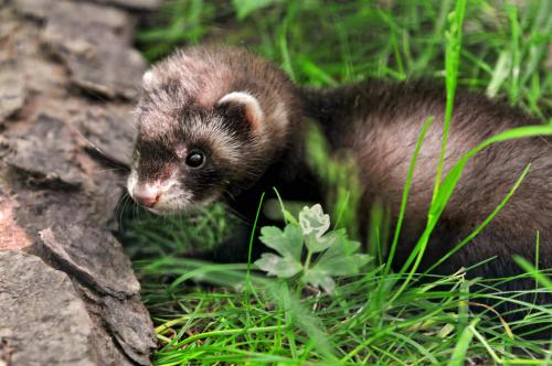Ferret maintenance and care at home conditions