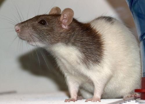Maintenance and care of the rat as a home pet