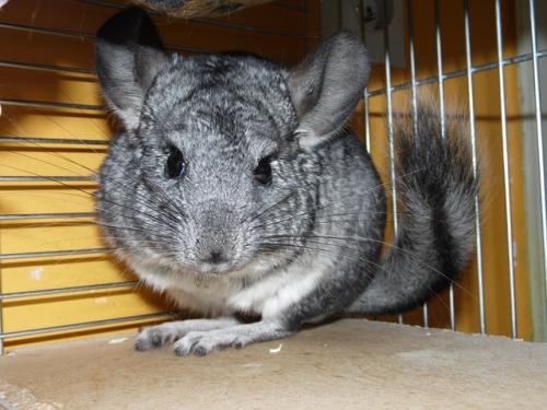 Chinchilla Maintenance and Care