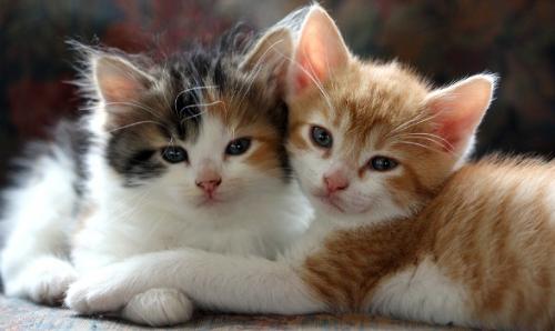 Is two cats better than one?