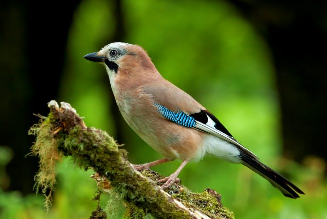 Jay