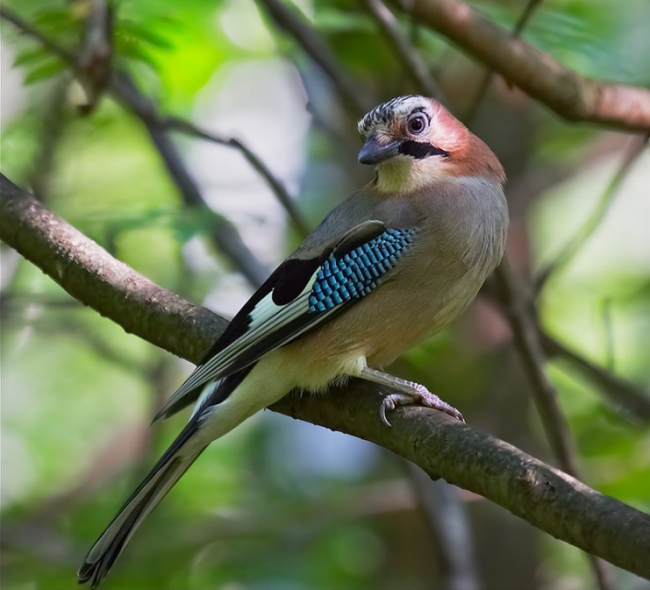Jay