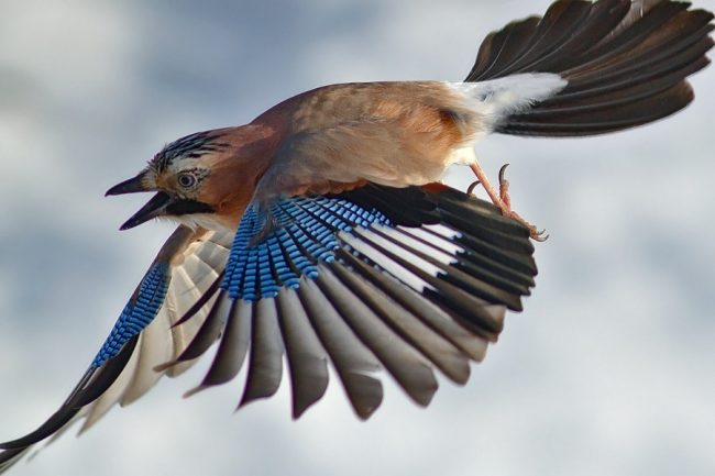 Jay